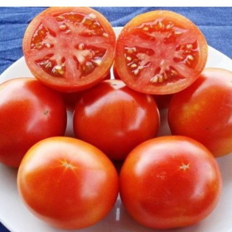 Semailles Tomate Burbank