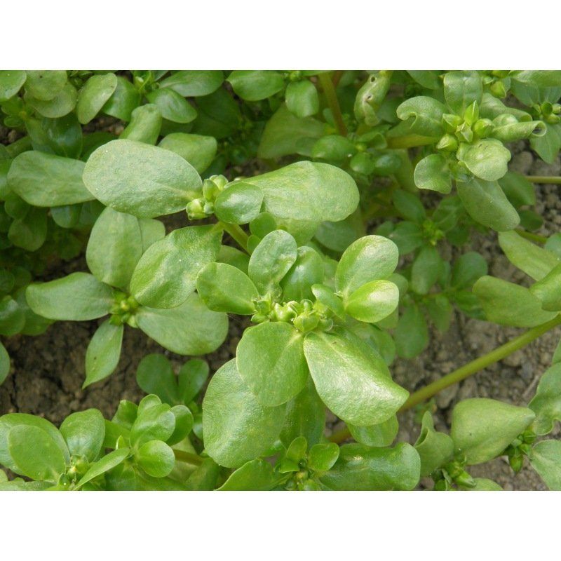 Semailles Pourpier d'été doré