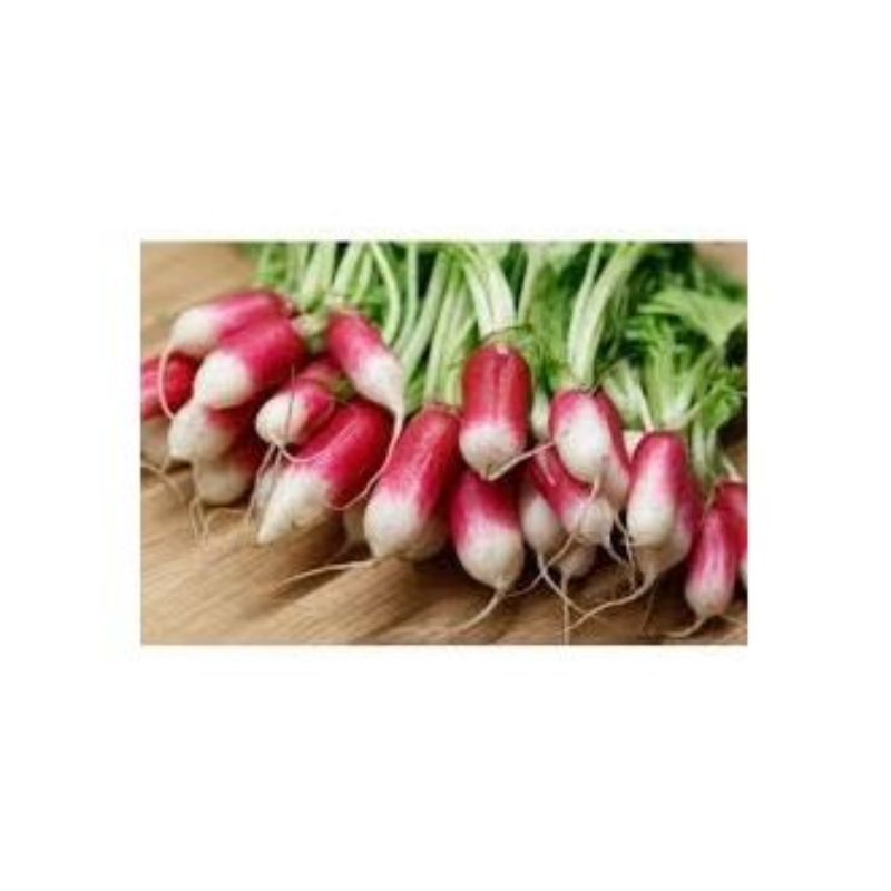 Semailles Radis Flamboyant 3