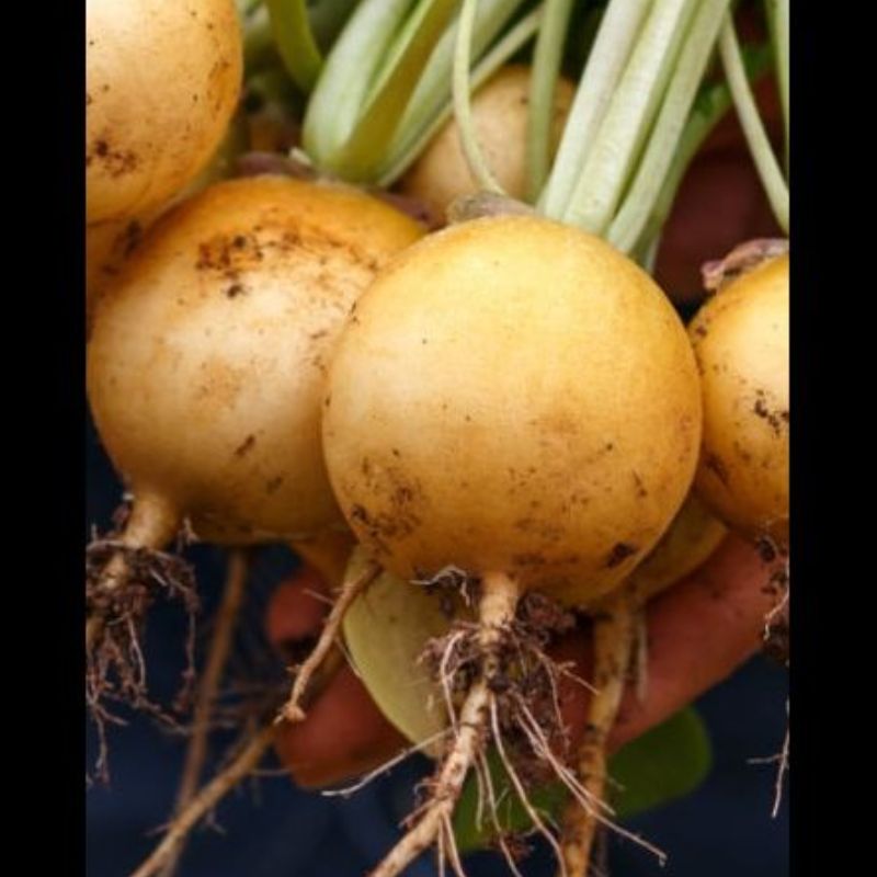 Semailles Radis jaune Helios