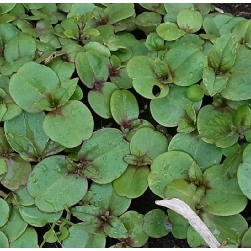 Semailles Cochléaire Officinale