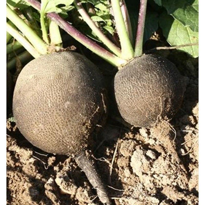 Semailles Radis Noir rond