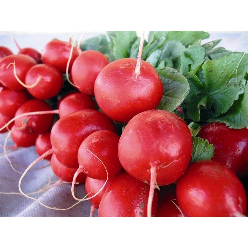 Semailles Radis Rond écarlate Sora