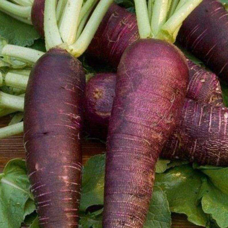 Semailles Radis Violet de Gournay