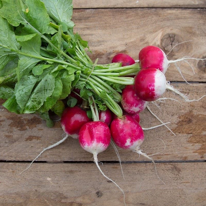 Semailles Radis National 3