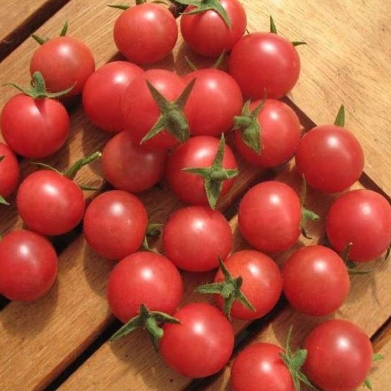 Semailles Tomate Cerise Rose Quartz Multiflora