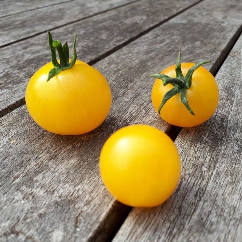 Semailles Tomate Cerise Balconi jaune
