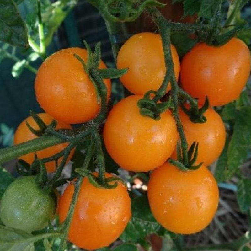 Semailles Tomate Cerise jaune ronde