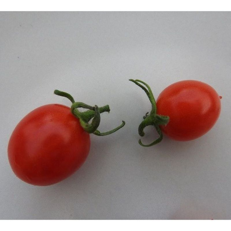 Semailles Tomate Cerise Myriam