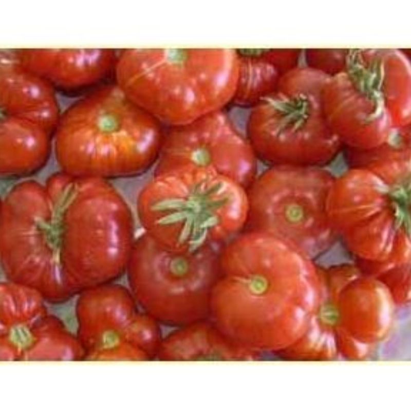 Semailles Tomate Cerise Calabash rouge