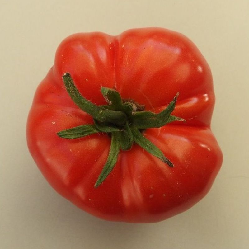 Semailles Tomate Chemin rouge