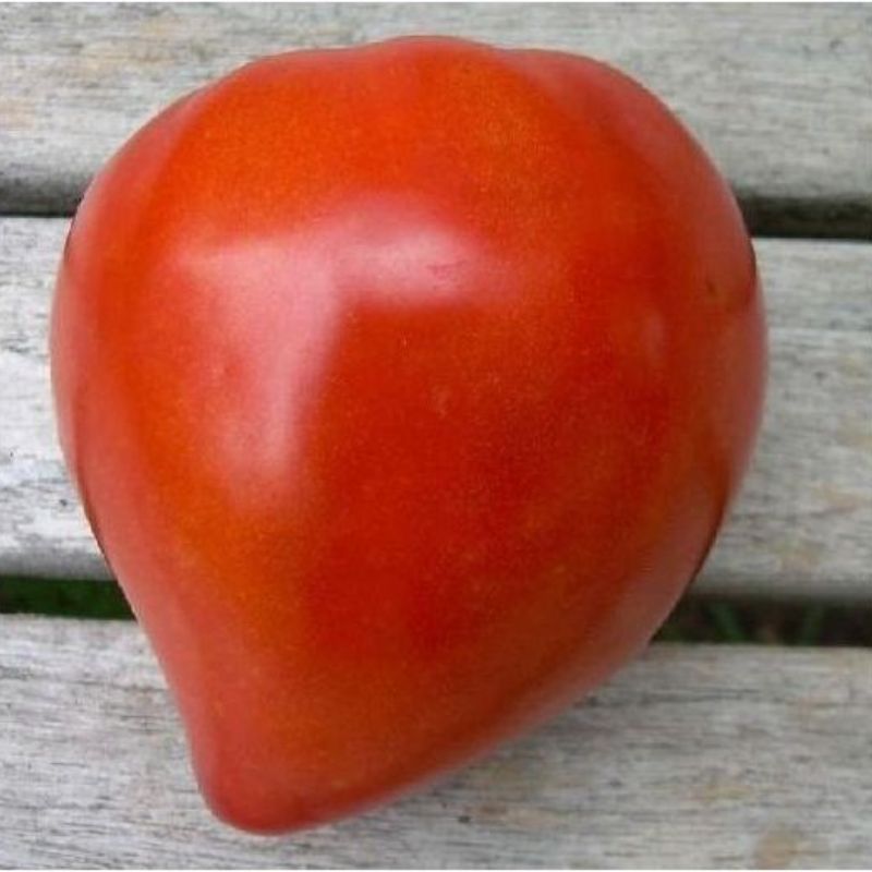 Semailles Tomate Coeur de Boeuf