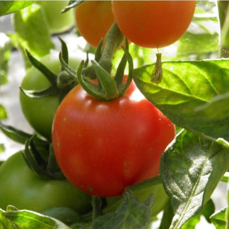 Semailles Tomate Coeur de Boeuf Orange