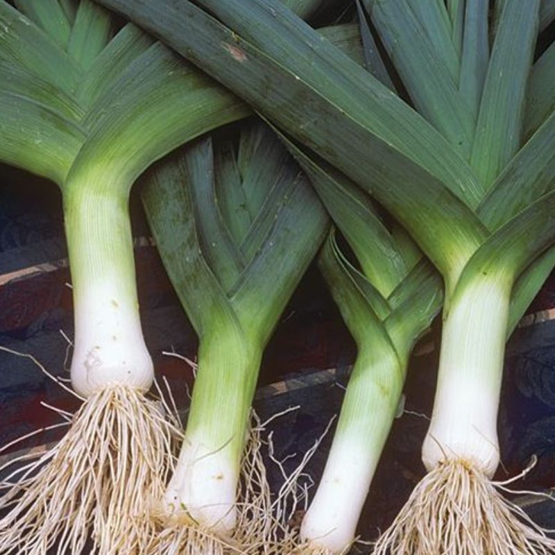 Semailles Poireau d'hiver de Cambrai