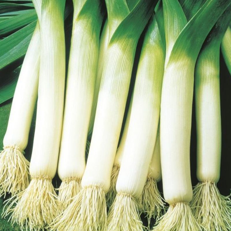 Semailles Poireau Leblond
