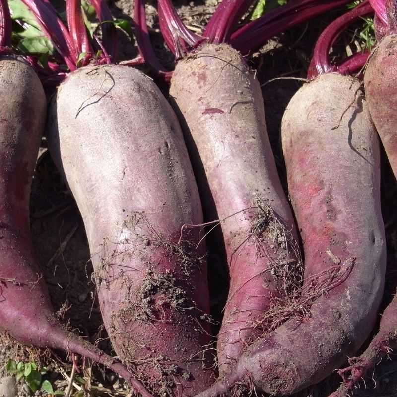 Semailles Betterave rouge Formanova