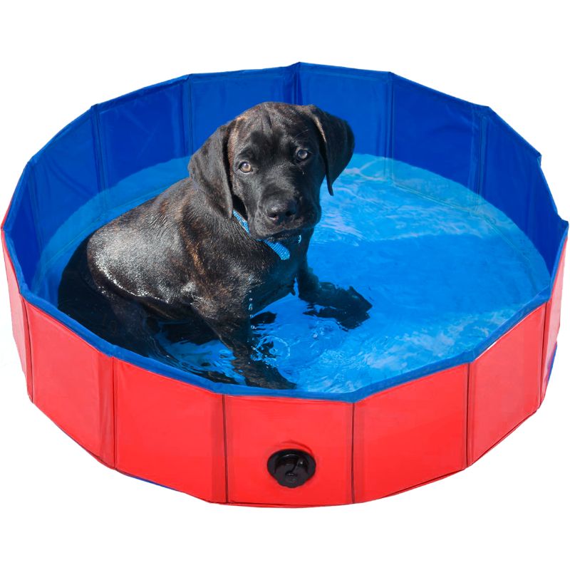 Piscine cooling chien