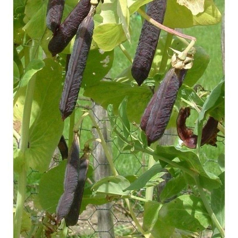 Semailles Pois à rames à Cosse violette Blauwschokkers