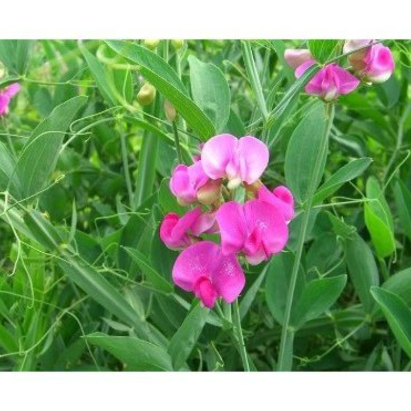 Semailles Pois vivace