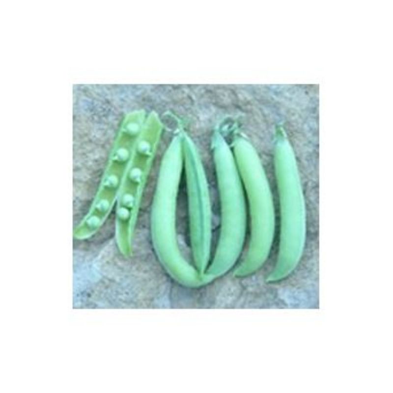 Semailles Pois à rames à écosser Serpette de Malines