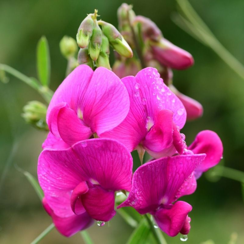 Semailles Pois de senteur en mélange