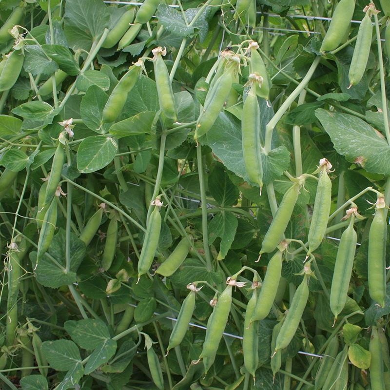 Semailles Pois à rames à écosser "Hâtif de mai"