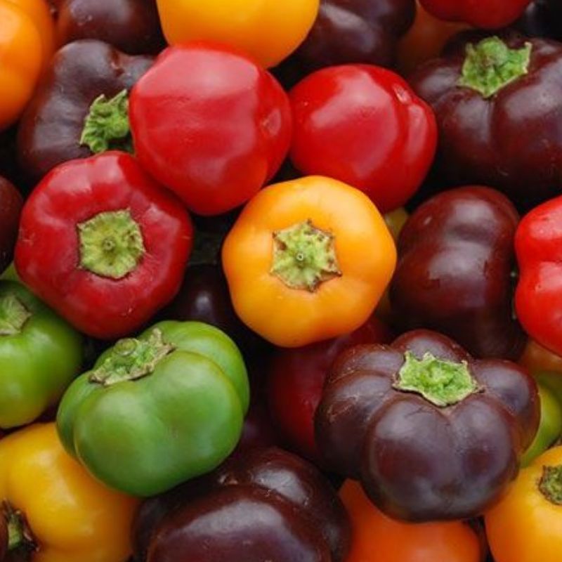 Semailles Poivron Mini Bell Mix