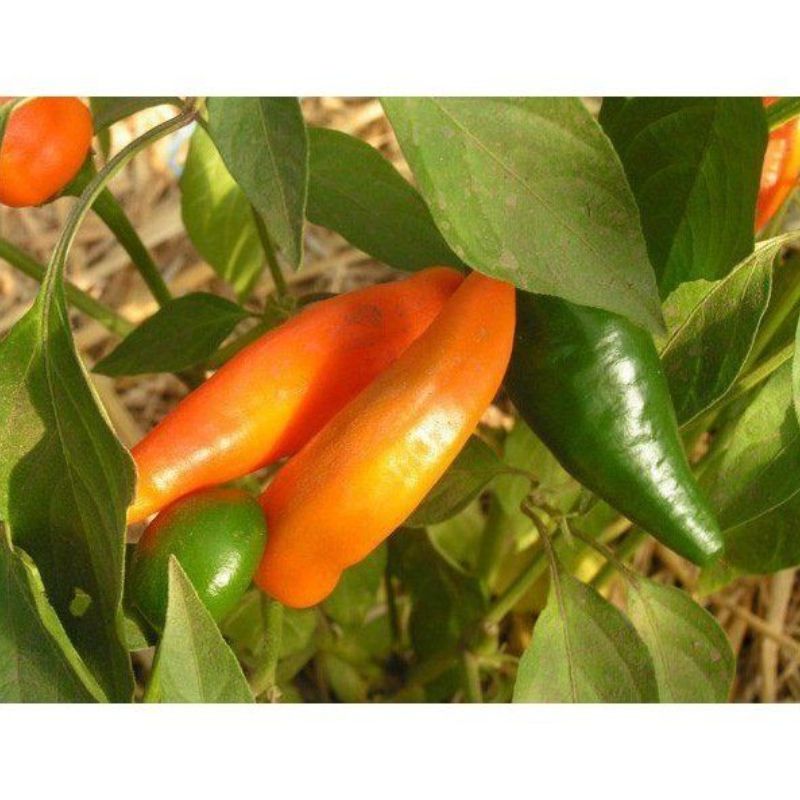 Semailles Poivron Tequila Sunrise