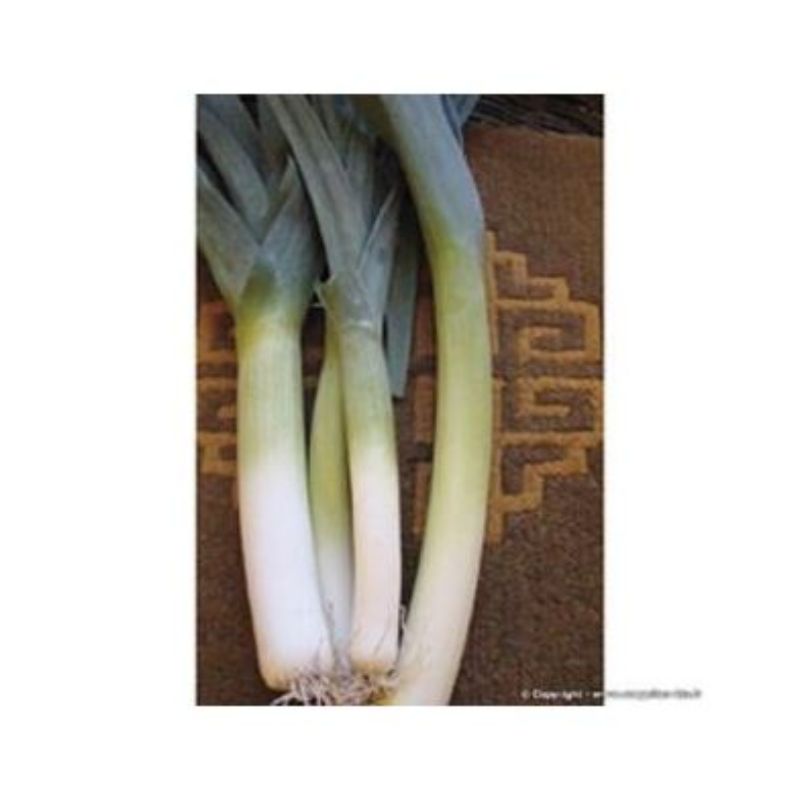 Semailles Poireau Blaugrüner winter