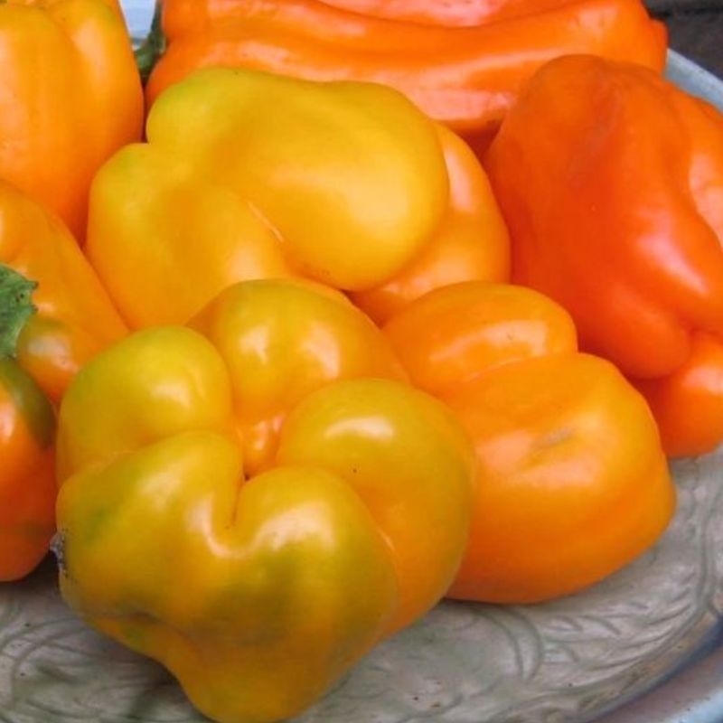 Semailles Poivron orange Ariane