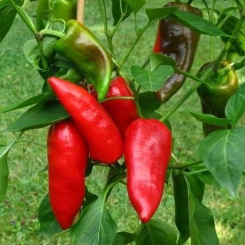 Semailles Poivron Pantos