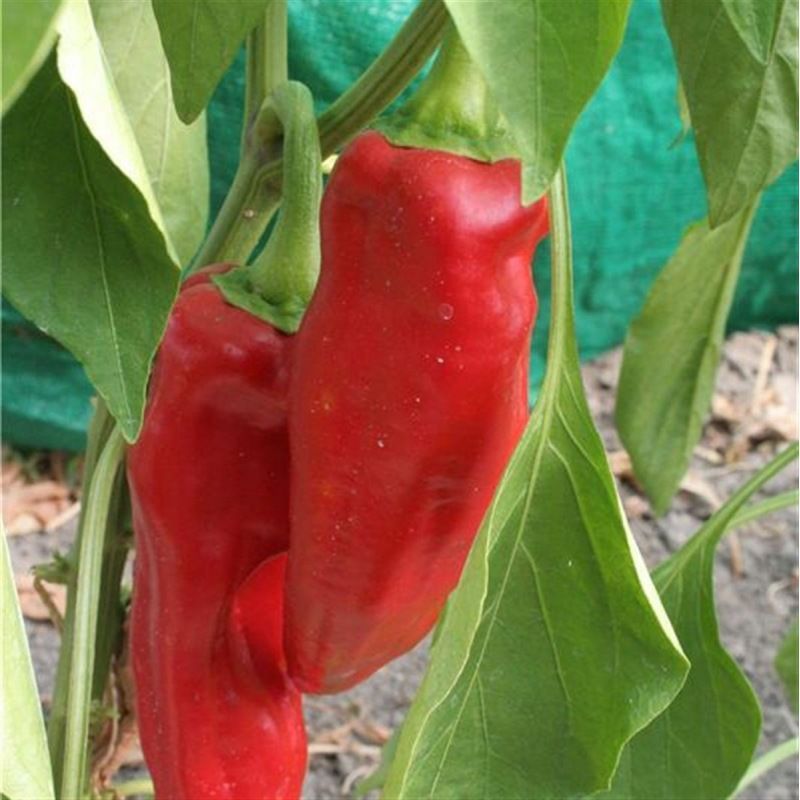 Semailles Poivron Corno di toro rouge