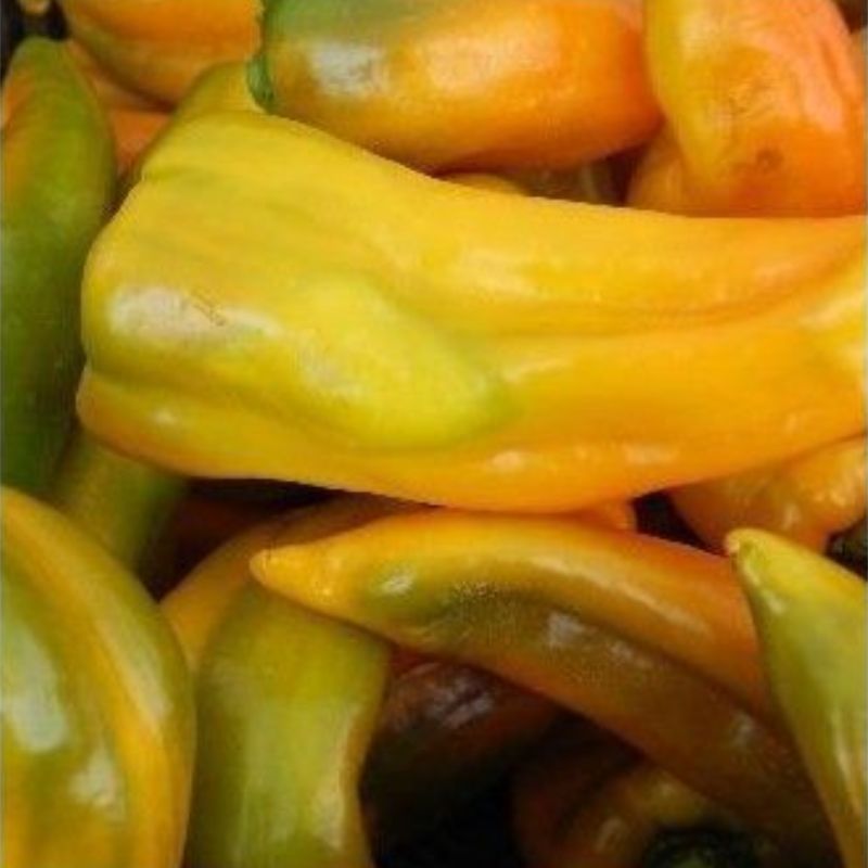 Semailles Poivron Oro