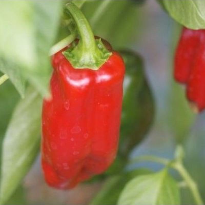 Semailles Poivron Rosso