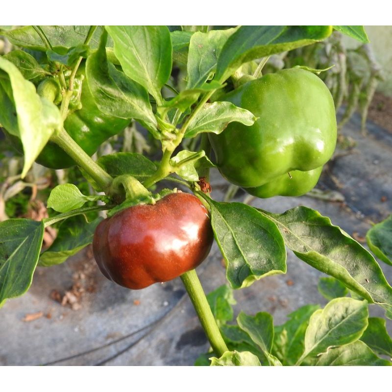 Semailles Poivron Mini Bell Chocolat