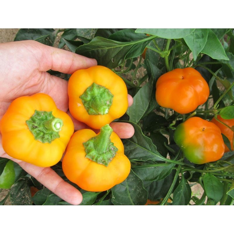 Semailles Poivron Doe Hill