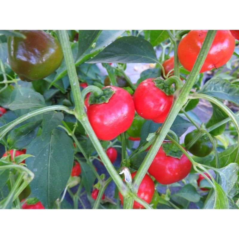 Semailles Poivron Mini Bell rouge