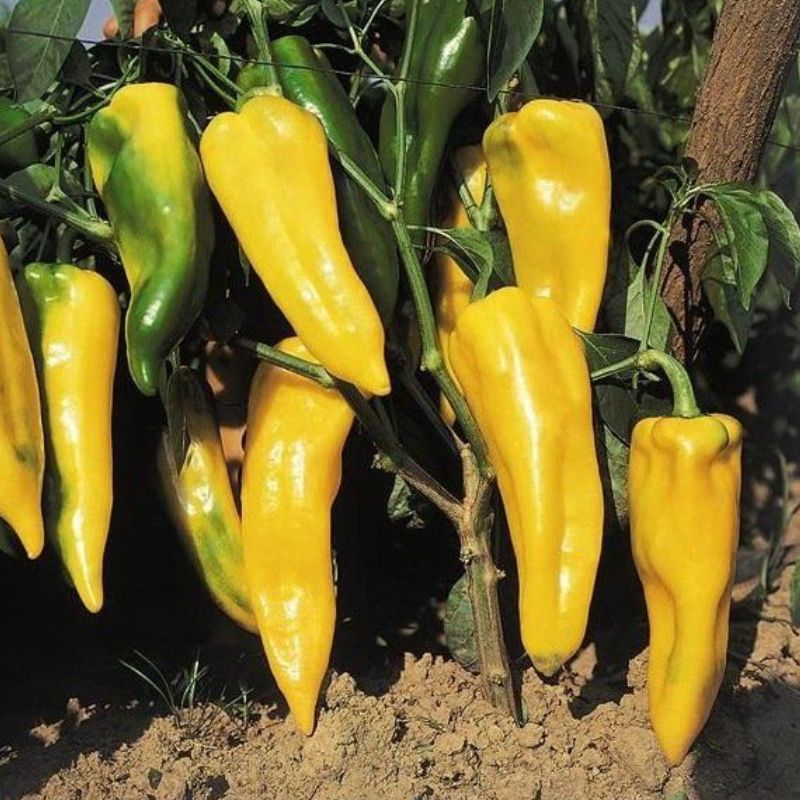 Semailles Poivron Corno di Toro Jaune