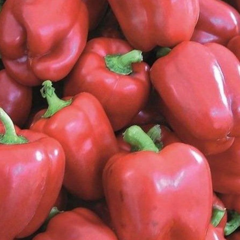 Semailles Poivron Yolo Wonder