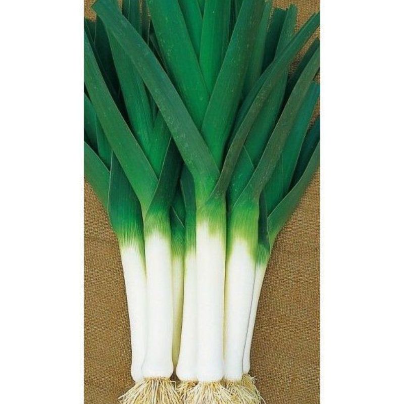 Semailles Poireau Armor