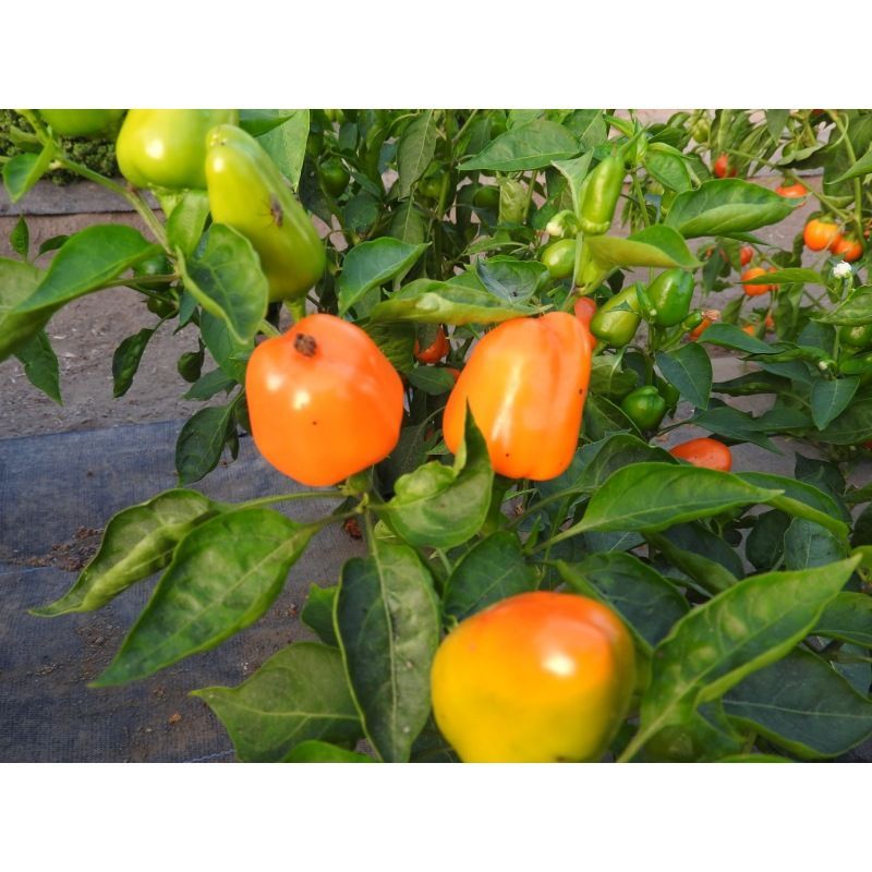 Semailles Poivron Mini Bell Jaune