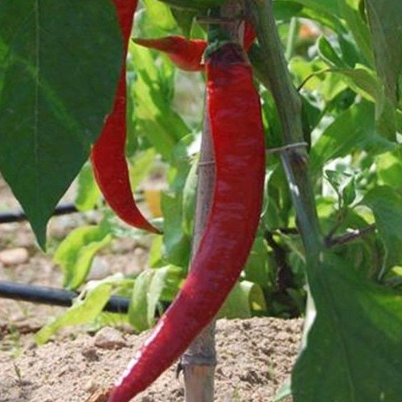 Semailles Poivron Long des Landes
