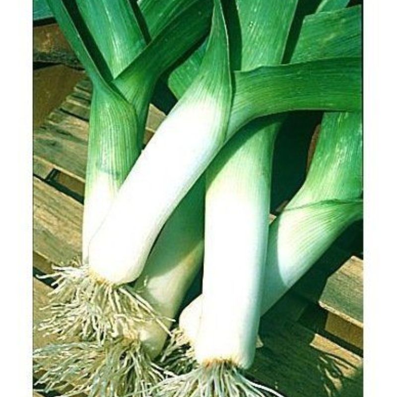 Semailles Poireau Elbeuf Elephant