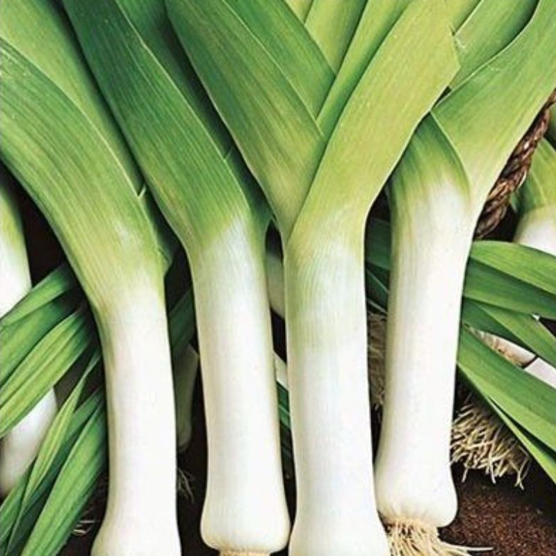 Semailles Poireau Jaune du Poitou