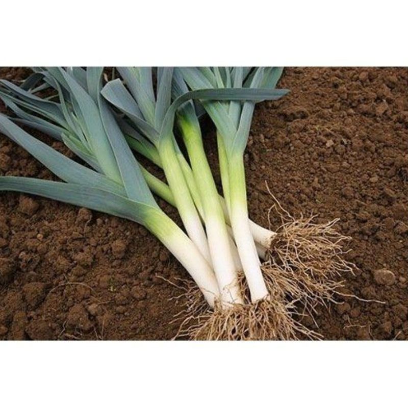 Semailles Poireau de Liège