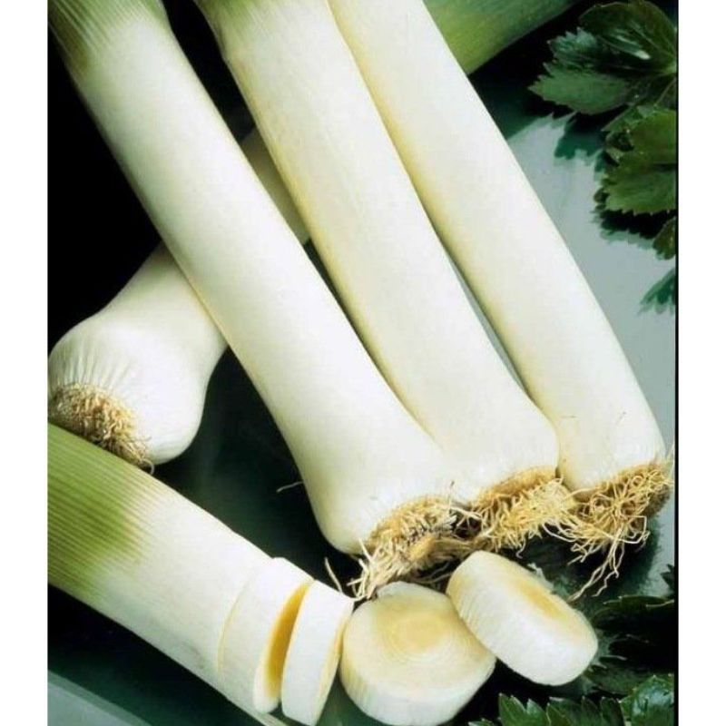 Semailles Poireau Monstrueux de Carentan