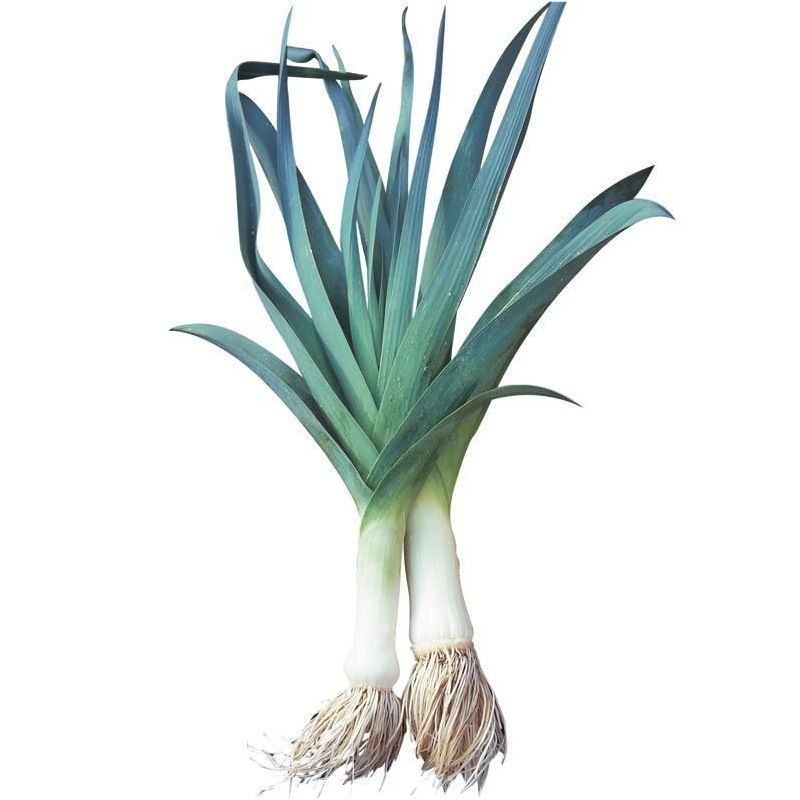 Semailles Poireau Bleu de Solaise