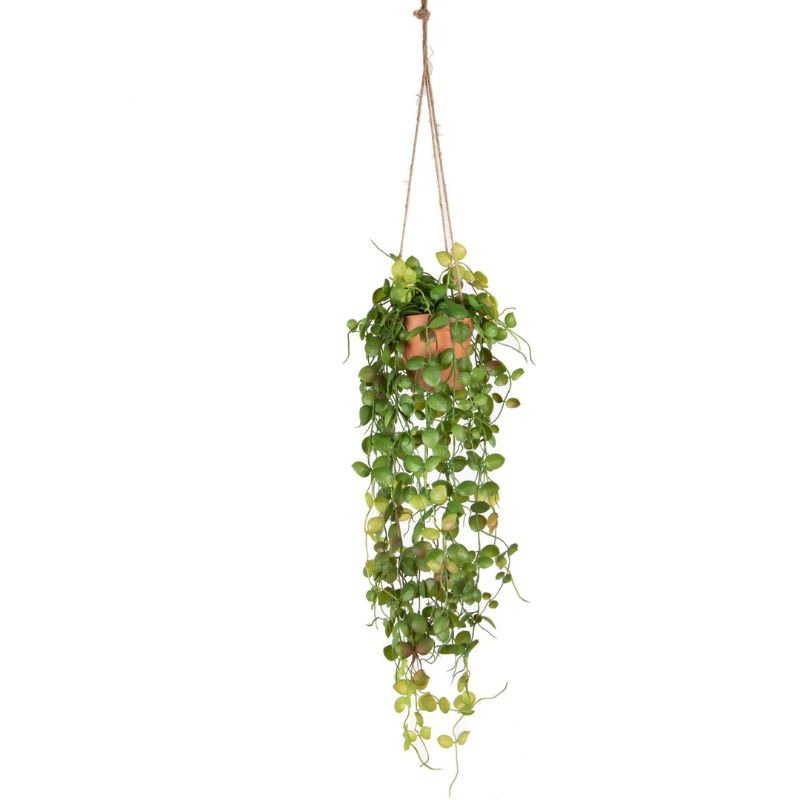Dischidia chute vert 160cm